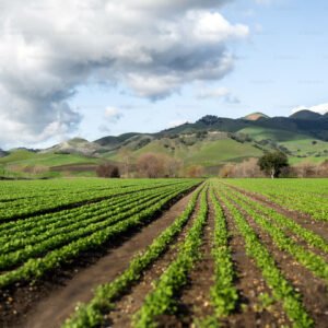 Agricultura y alimentos